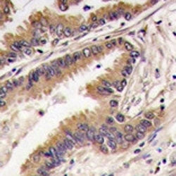 ERK4 Antibody