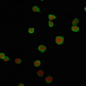 PD-L2 Antibody / Programmed death ligand 2 / CD273