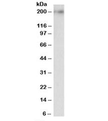 Kalirin Antibody (isoform 2)