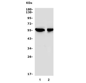 SGK1 Antibody