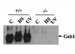 Western blot testing of GAB1 antibody: Wild-type (+/+) and GAB1-/- (-/-) cells were heat shocked (HS