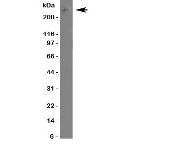 ABCA4 Antibody