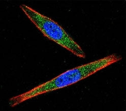 LCK Antibody