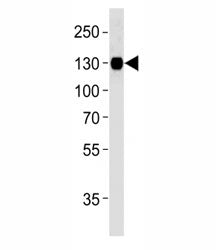 Integrin beta 1 antibody western blot analysis in U87-MG lysate. Predicted molecular weight: 88/130~