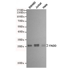 Western blot testing of SW480, Jurkat and HeLa cell lysates using FADD antibody at 1:500. Predicted 