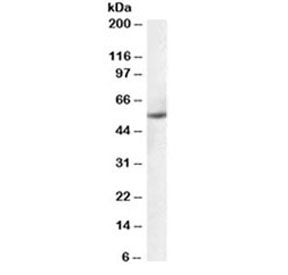 PTBP1 Antibody