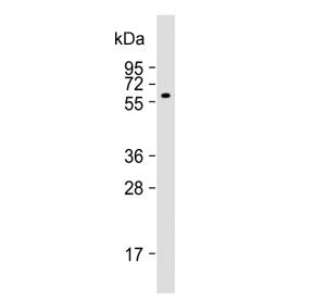 Western blot testing of human HeLa cell lysate with ACVR1 antibody at 1:1000. Predicted molecular we