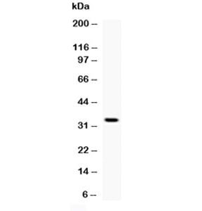 Oif Antibody / Osteoinductive factor