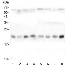 TMEM199 Antibody