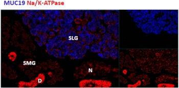 Mucin 19 Antibody