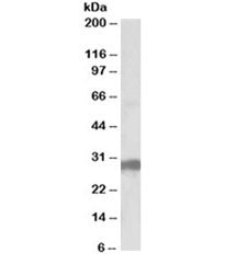 B7-H4 Antibody