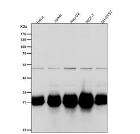 Western blot testing of human samples using the BCL2L1 antibody at 1:1000 dilution for 1 hour at room temperature. A major band is detected at approximately 26-32 kDa, consistent with BCL2L1/Bcl-xL. A faint band around 50 kDa is occasionally observed in some cell lines and may represent an SDS-resistant Bcl-xL dimer or complex; this band is much weaker than the monomeric species.