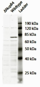 NUP84 Antibody