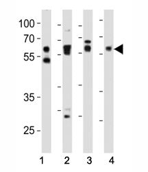 Western blot analysis of lysate from (1) HeLa, (2) mouse NIH3T3, (3) mouse C2C12, and (4) rat PC-12 