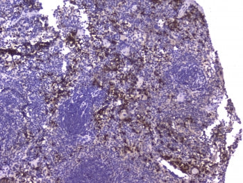 Mcp2 Antibody / Ccl8