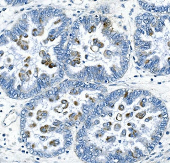 Cyclin B2 Antibody / CCNB2