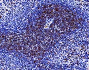 Cd27 Antibody
