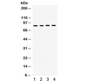 Western blot testing of 1) rat liver, 2) human placenta, 3) human HepG2 and 4) mouse HEPA1-6 lysate 