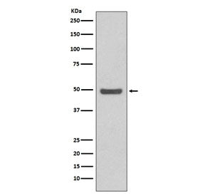 Western blot testing of human HeLa cell lysate with Cyclin E2 antibody. Expected molecular weight: 4
