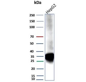 Western blot testing of human HepG2 cell lysate using AKR1C1 antibody (clone AKR1C1/9069). Predicted