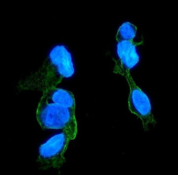 CCR2 Antibody