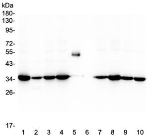 Emerin Antibody