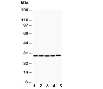 CD40L Antibody