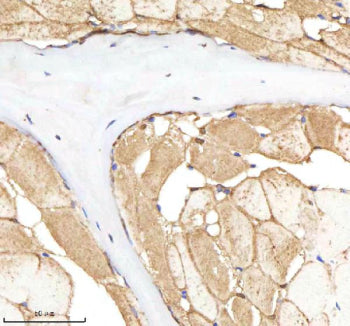 IHC staining of zebrafish Nploc4 protein using Zebrafish Nploc4 antibody, HRP-labeled secondary and 
