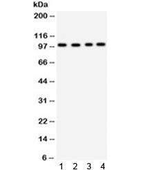 Western blot testing of 1) mouse brain, 2) U87, 3) HepG2 and 4) 293 lysate with Synaptopodin antibod