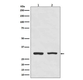 Bcl10 Antibody