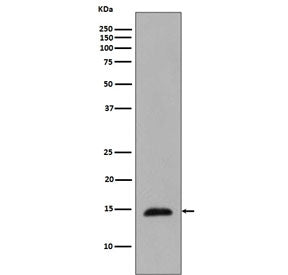 Histone H2B Antibody (pT129)