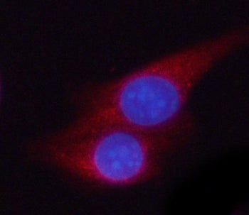 Immunofluorescent staining of FFPE mouse RM1 cells with Phosphoglycerate kinase 2 antibody (red) and
