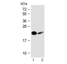 NKp30 Antibody / NCR3 (N-Terminal Region)
