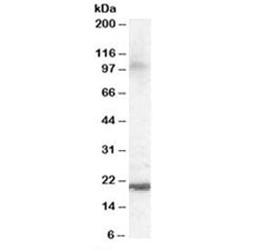Western blot testing of human brain lysate with ARL6IP5 antibody at 0.1ug/ml. Predicted molecular we