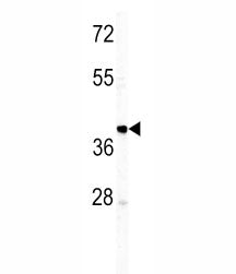 IGHM Antibody
