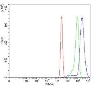 SP6 Antibody / Transcription factor Sp6 / KLF14