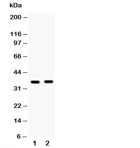 HSD17B6 Antibody