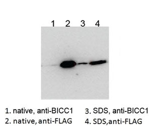 Western blot testing of HEK293 lysate overexpressing human BICC1-FLAG probed with an unrelated BCC1 