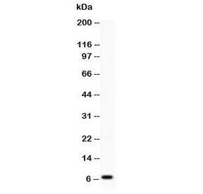Western blot testing of Defensin 1 antibody and human COLO320 lysate; Predicted molecular weight ~7 