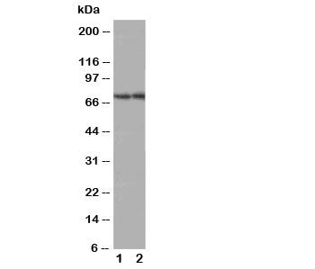 ABCG4 Antibody
