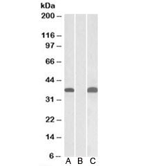 PIM2 Antibody