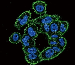 Confocal immunofluorescent analysis of UPA antibody with A2058 cells followed by Alexa Fluor 488-con