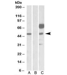 Western blot testing of HEK293 lysate overexpressing human ANGPT1-FLAG with ANGPT1 antibody [1ug/ml]
