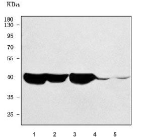 Western blot testing of 1) rat skeletal muscle, 2) rat heart, 3) mouse skeletal muscle, 4) mouse hea