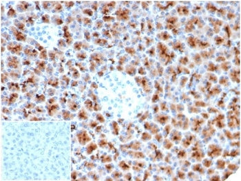 IHC staining of FFPE human pancreas tissue with recombinant FSCN1 antibody (clone rFSCN1/6464) at 2u