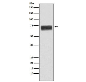 Hemopexin Antibody / HPX