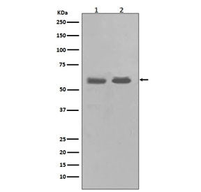 CHK1 Antibody