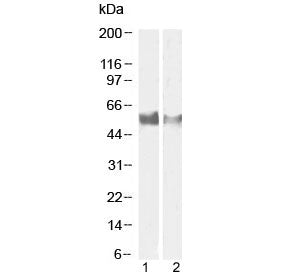 LAG3 Antibody / CD223