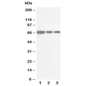 Cdc25B Antibody