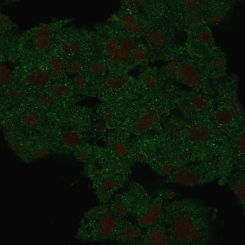 Immunofluorescent staining of PFA-fixed human HeLa cells with HSP90 beta antibody (Green, clone HSP9